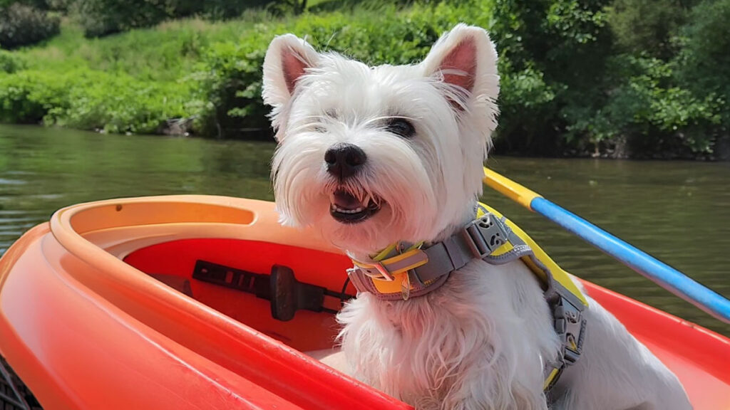 A small white dog in a harness sits in a Wahoo's Adventures kayak on a calm river.