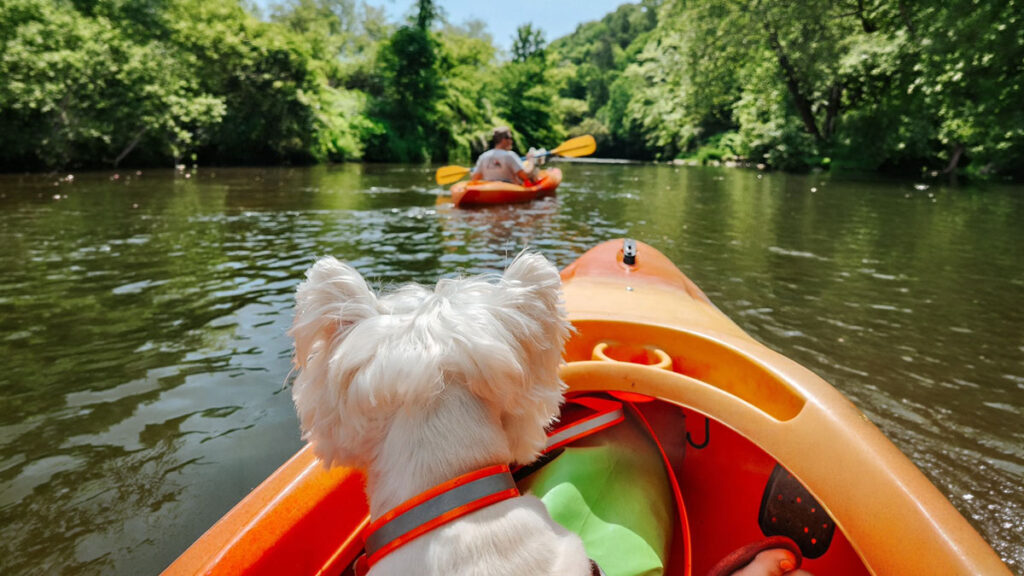 A small white dog in a kayak watches river rafting on a calm, tree-lined river.
