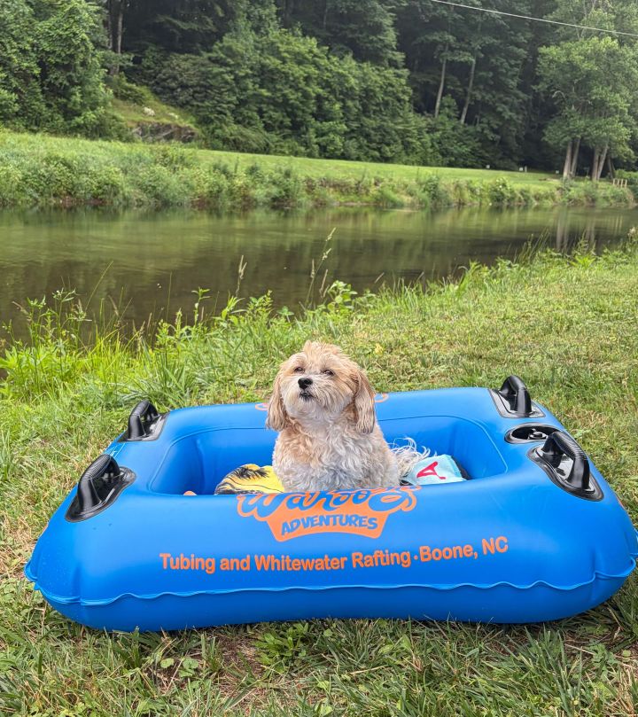 Wet dog sitting in a blue raft by a river, with green grass and trees in the background.
