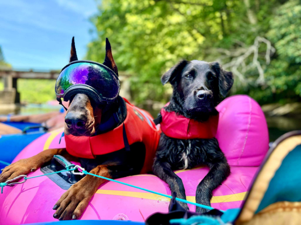 Two dogs in life jackets relax on a pink raft; one wears reflective goggles. Trees in background.
