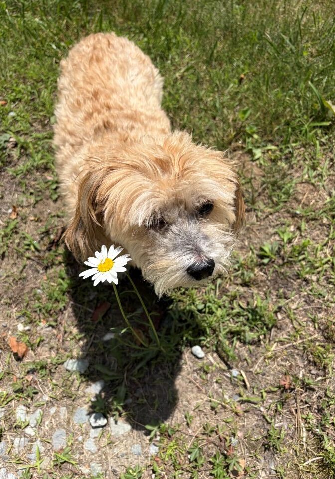Small tan dog stands on grass by a single white daisy, sunlight like authors’ inspiration.